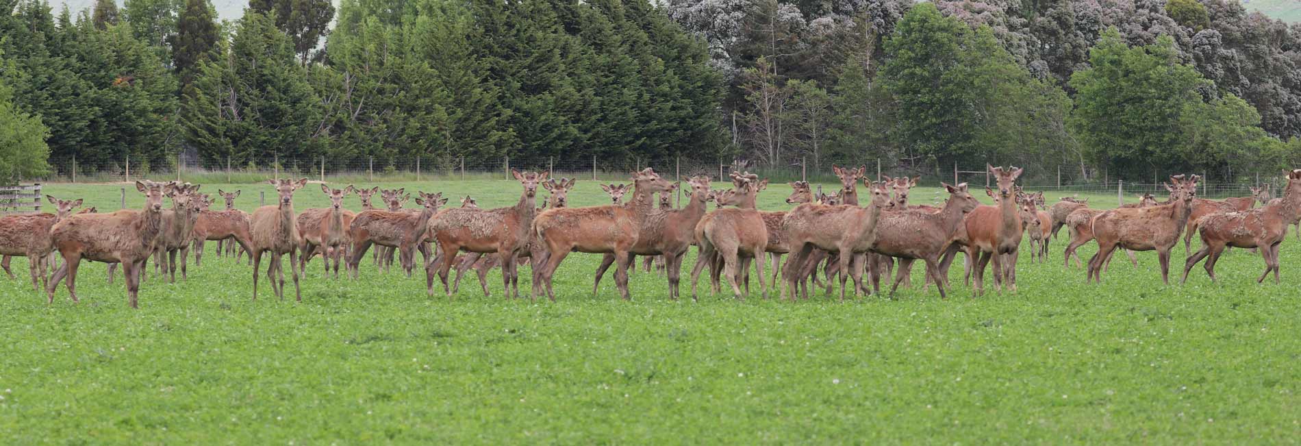 Velvet Stag Sale - Netherdale Red Deer Stud