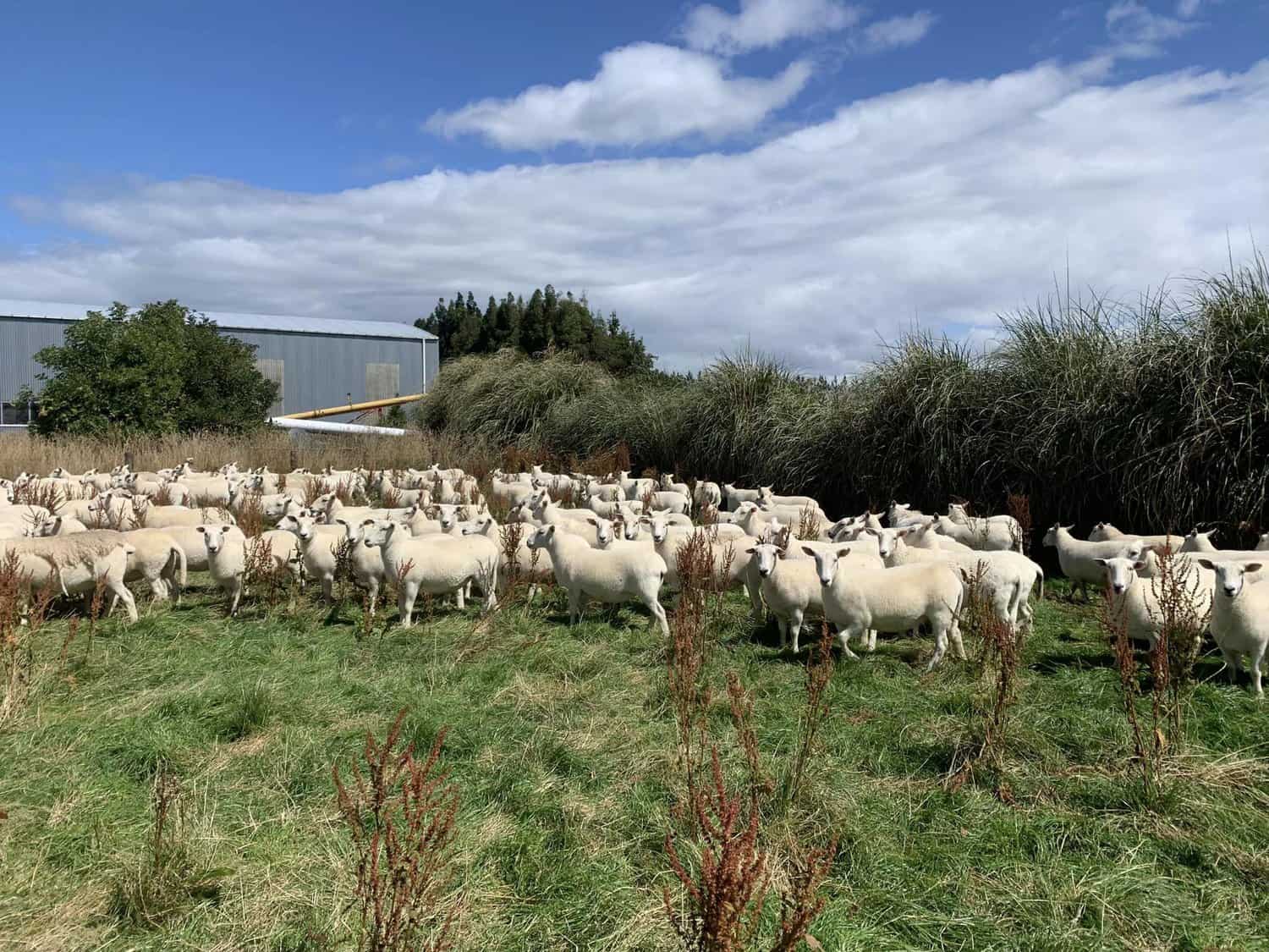2024-2 tooth ewes